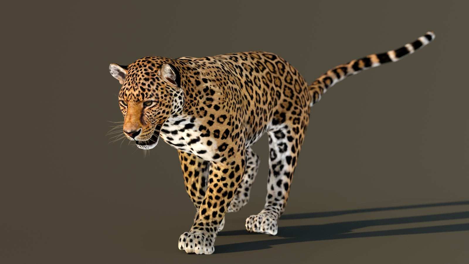 Leopard 3D Model Animated 360° view 3 frame 30