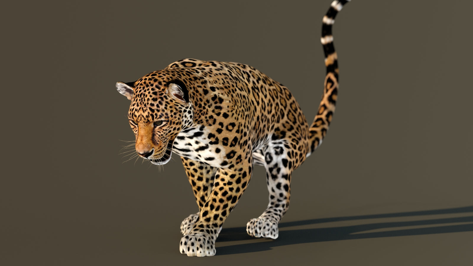 Leopard 3D Model Animated 360° view 3 frame 44