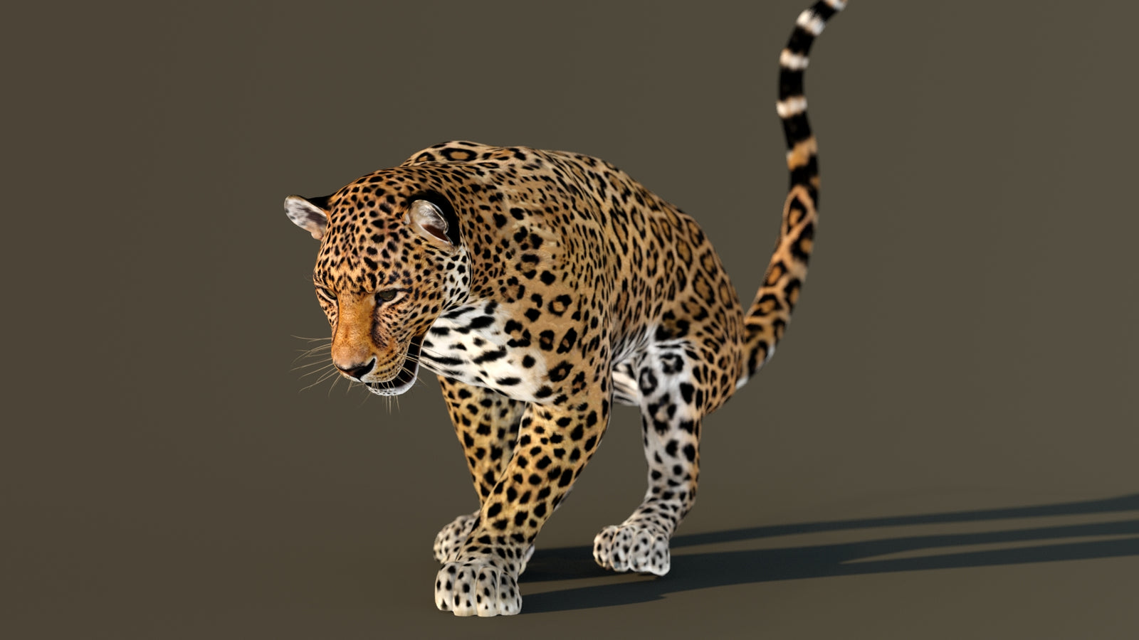 Leopard 3D Model Animated 360° view 3 frame 45