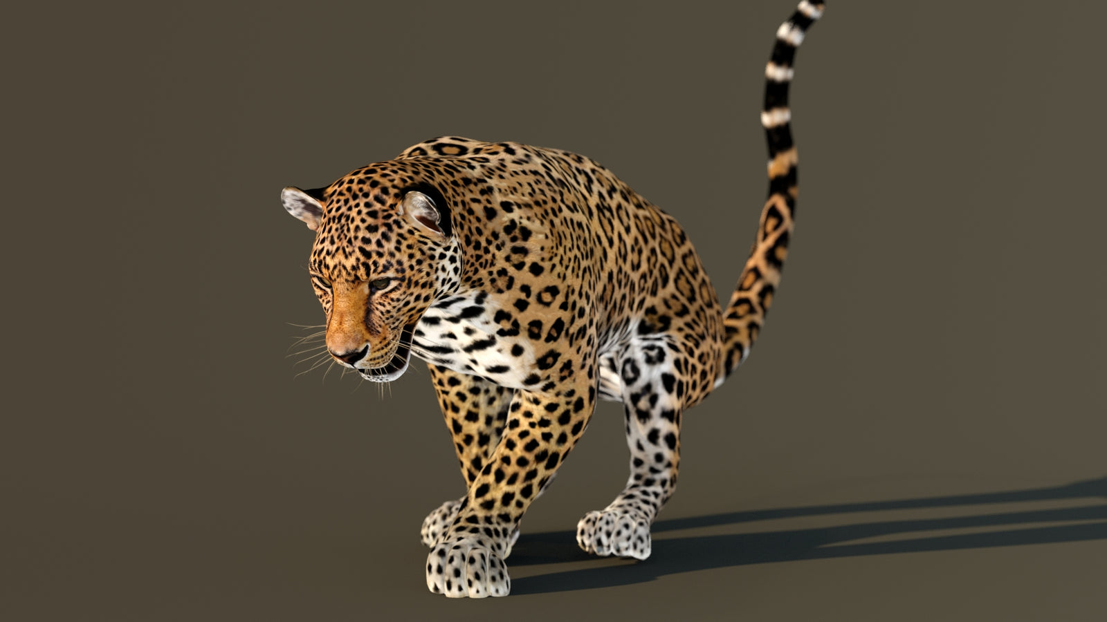 Leopard 3D Model Animated 360° view 3 frame 46
