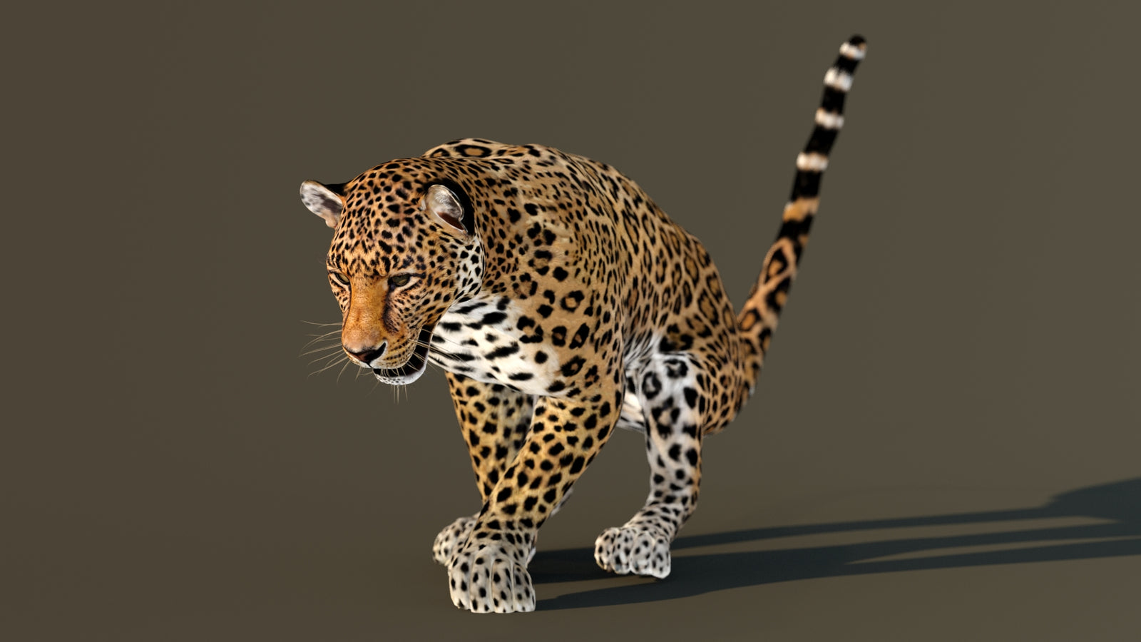 Leopard 3D Model Animated 360° view 3 frame 48
