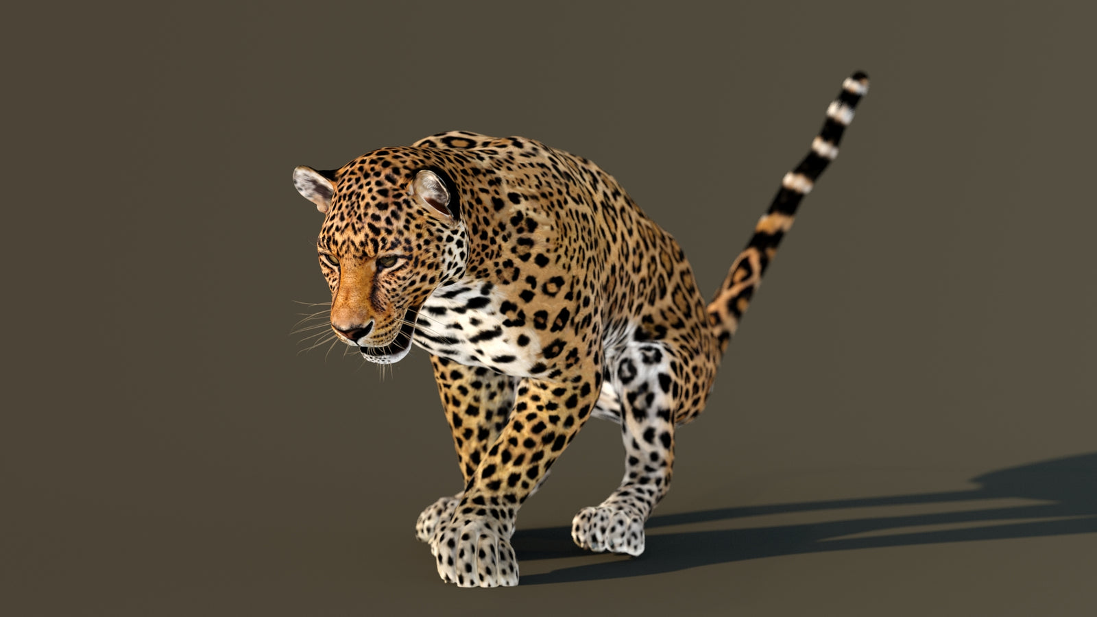 Leopard 3D Model Animated 360° view 3 frame 49