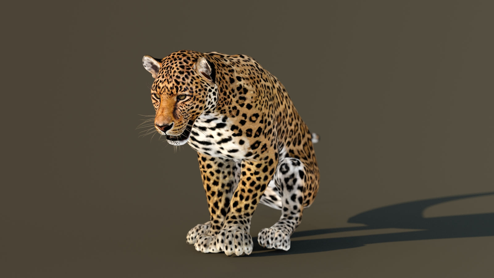 Leopard 3D Model Animated 360° view 3 frame 54