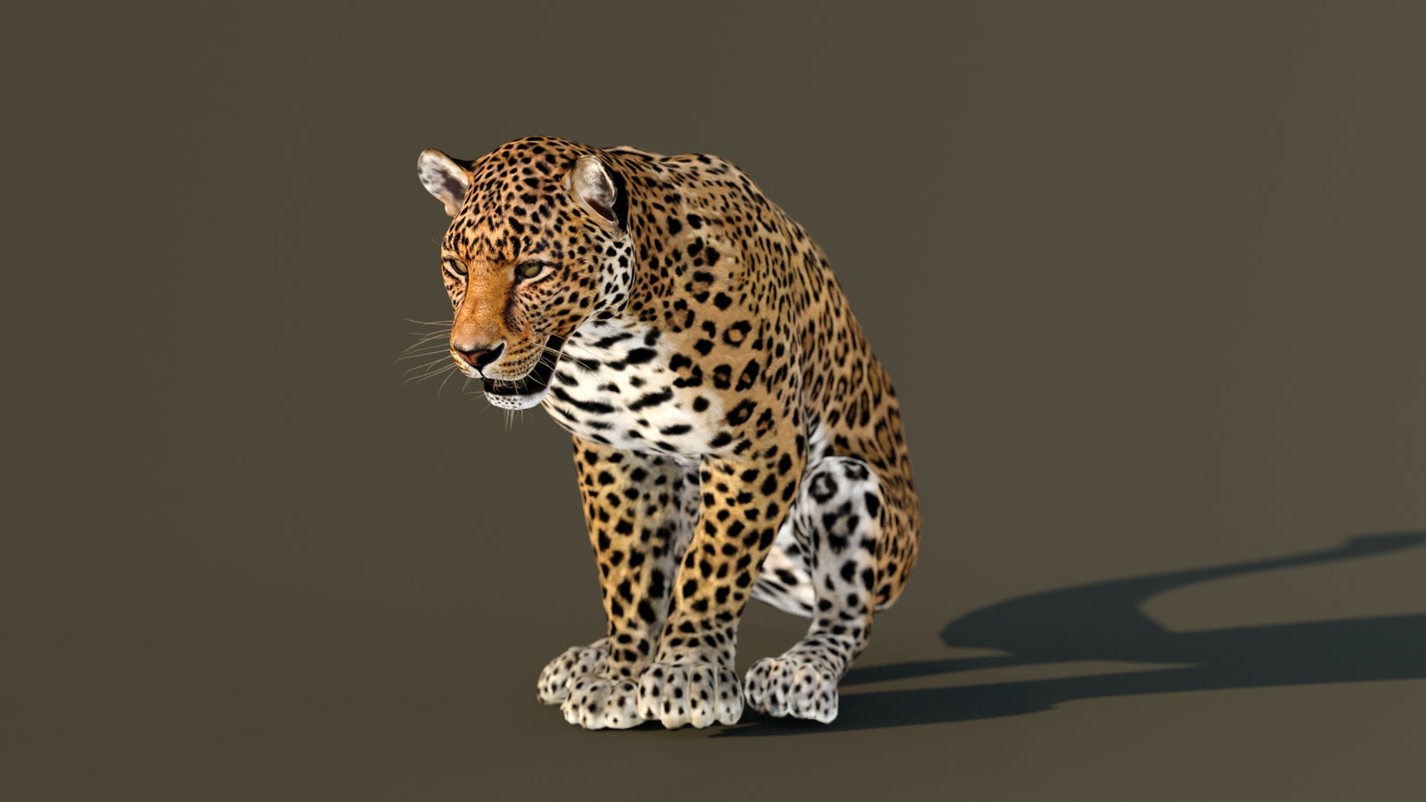 Leopard 3D Model Animated 360° view 3 frame 55