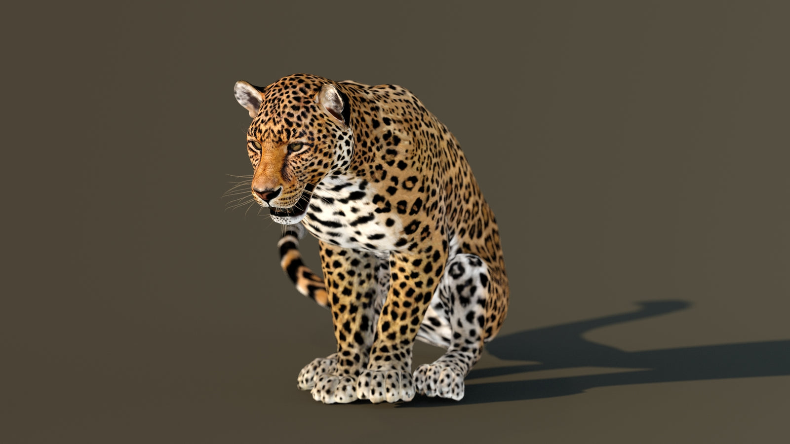 Leopard 3D Model Animated 360° view 3 frame 56