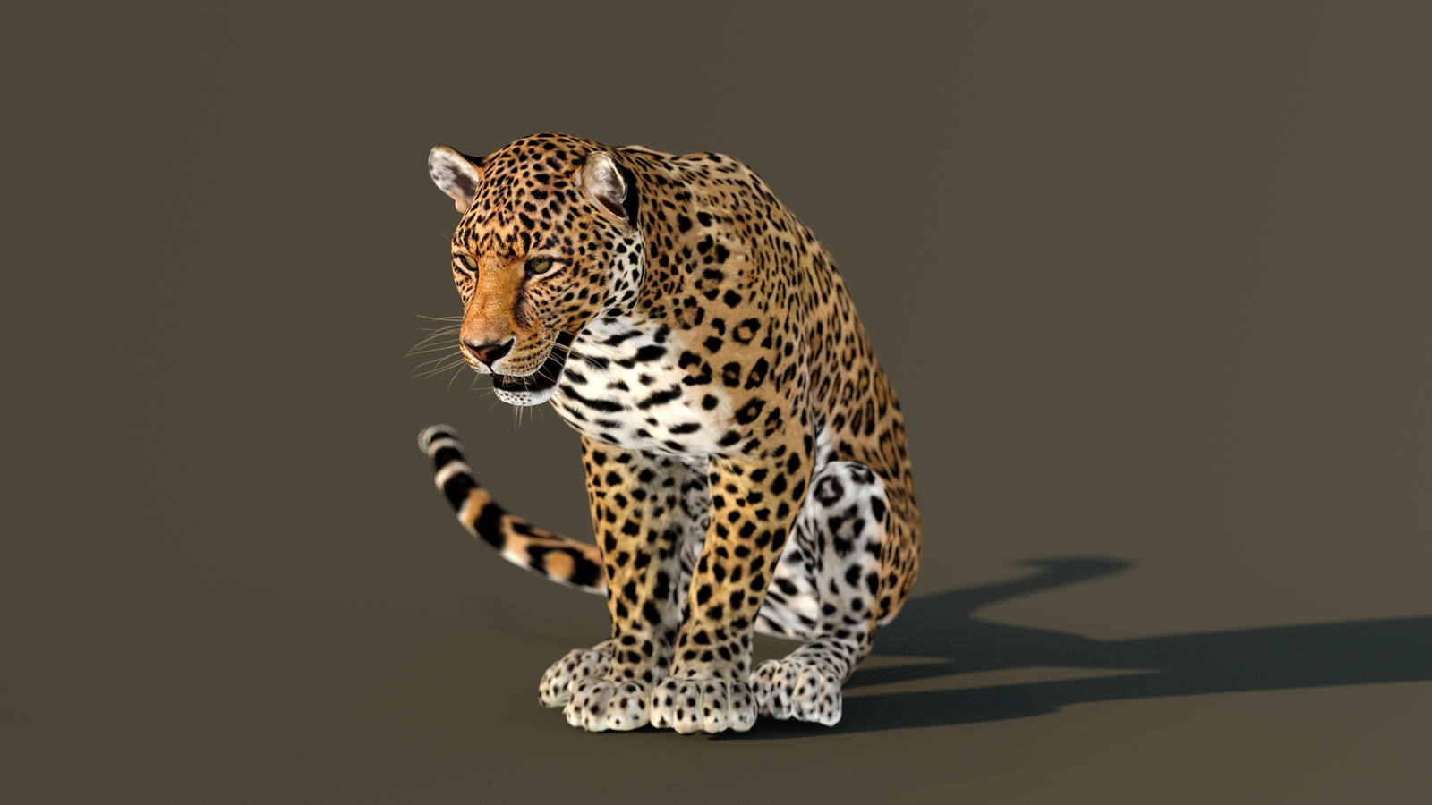Leopard 3D Model Animated 360° view 3 frame 57