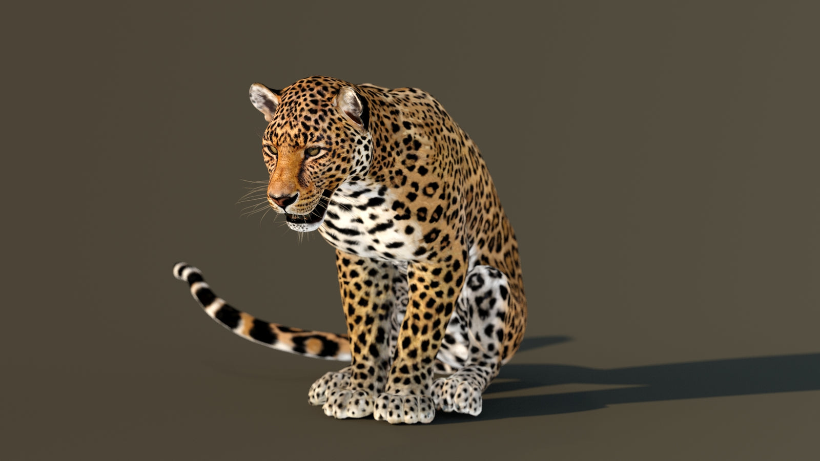 Leopard 3D Model Animated 360° view 3 frame 59