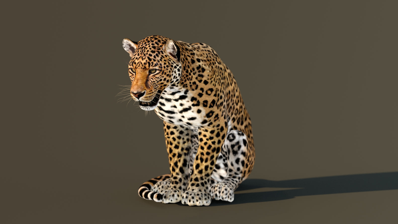 Leopard 3D Model Animated 360° view 3 frame 71