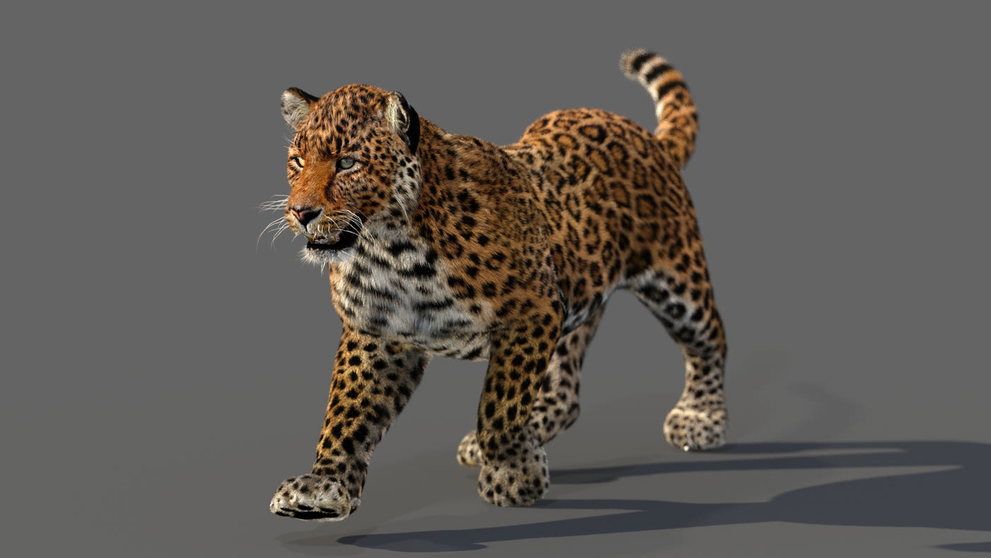 Big Cats Ultimate 3d Models Bundle - 360 Degree View