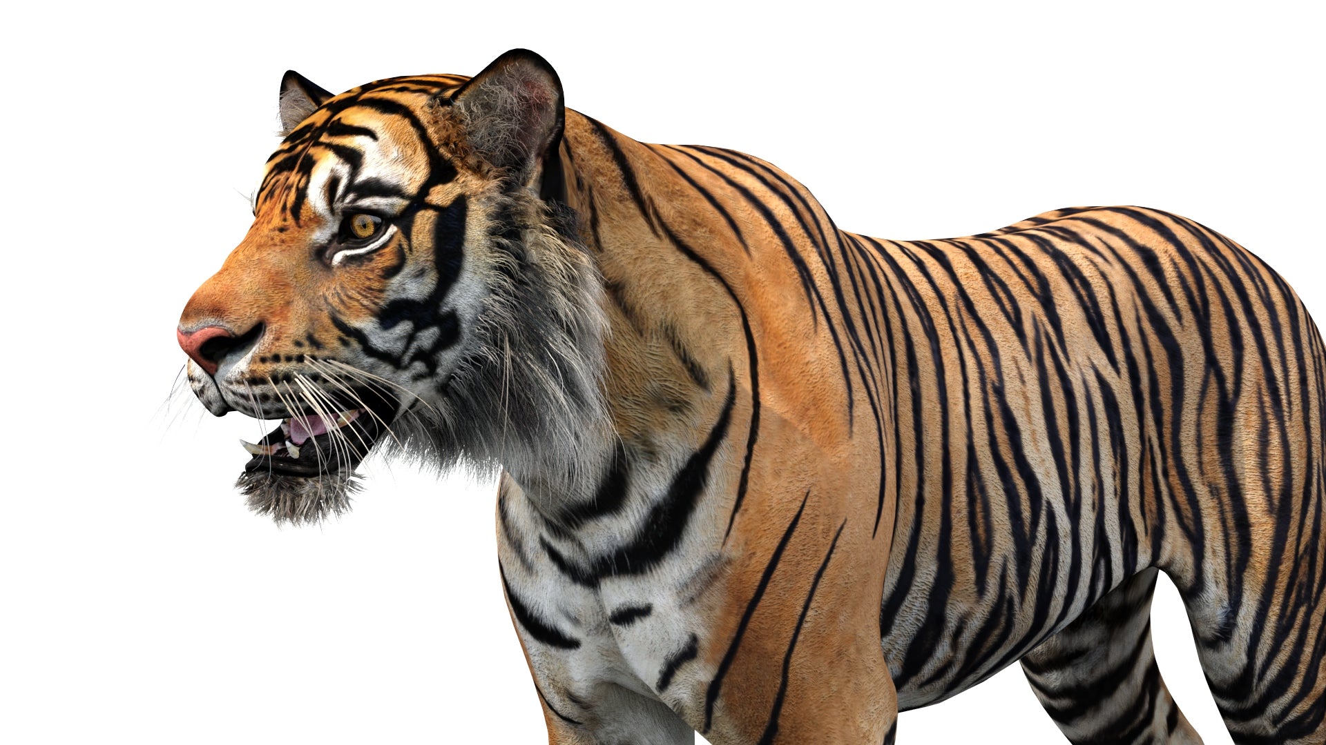 Lifelike 3D Tiger Model Close Up Rendering