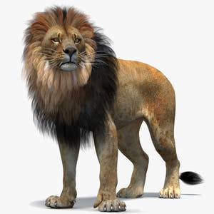 Rigged lion 3D model with polygonal mane (hair cards) Thumbnail