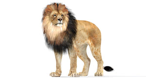 Rigged lion 3D model — side view showing hair-card mane and body proportions Thumbnail