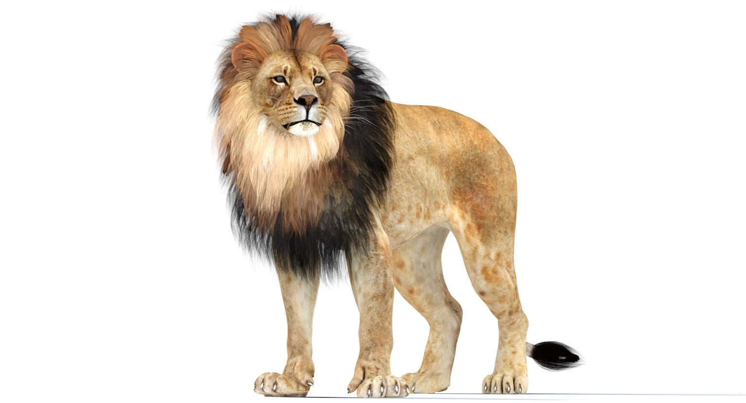 Rigged lion 3D model — side view showing hair-card mane and body proportions