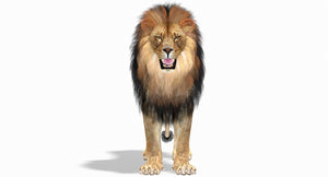 Realistic Lion 3D Model download head close up Thumbnail