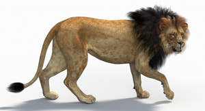 Lion Rigged 3D Model with Polygonal Mane Game Ready Thumbnail