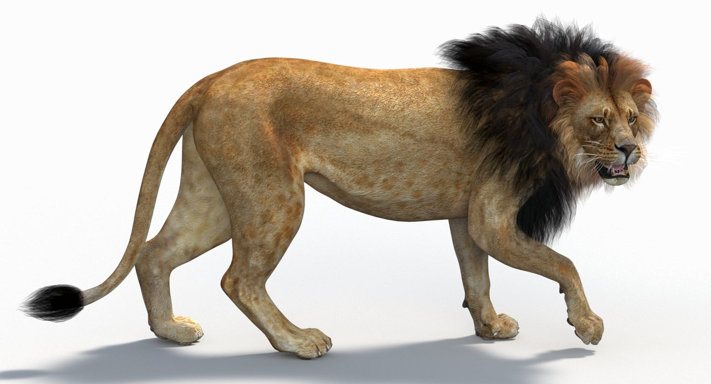 Lion 3D Model Rigged