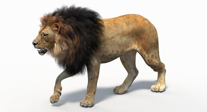Lion 3D Model Rigged