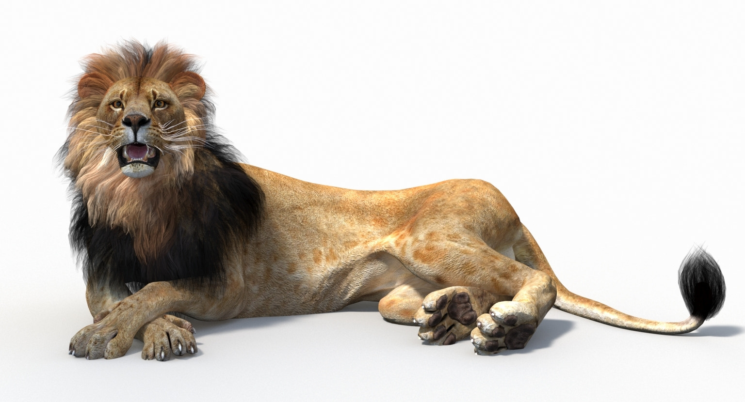 3D model of Lion lying down on a white background