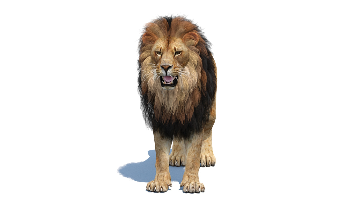 Lion 3D Model - 360 Degree View