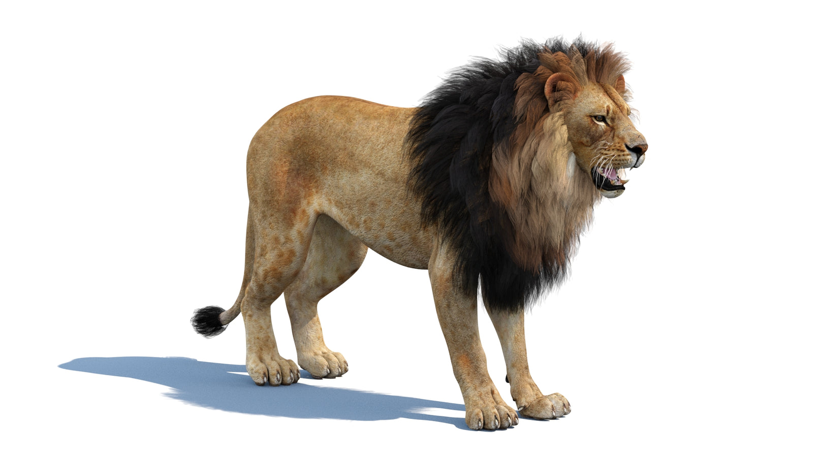 Lion 3D Model 360° view 1 frame 6