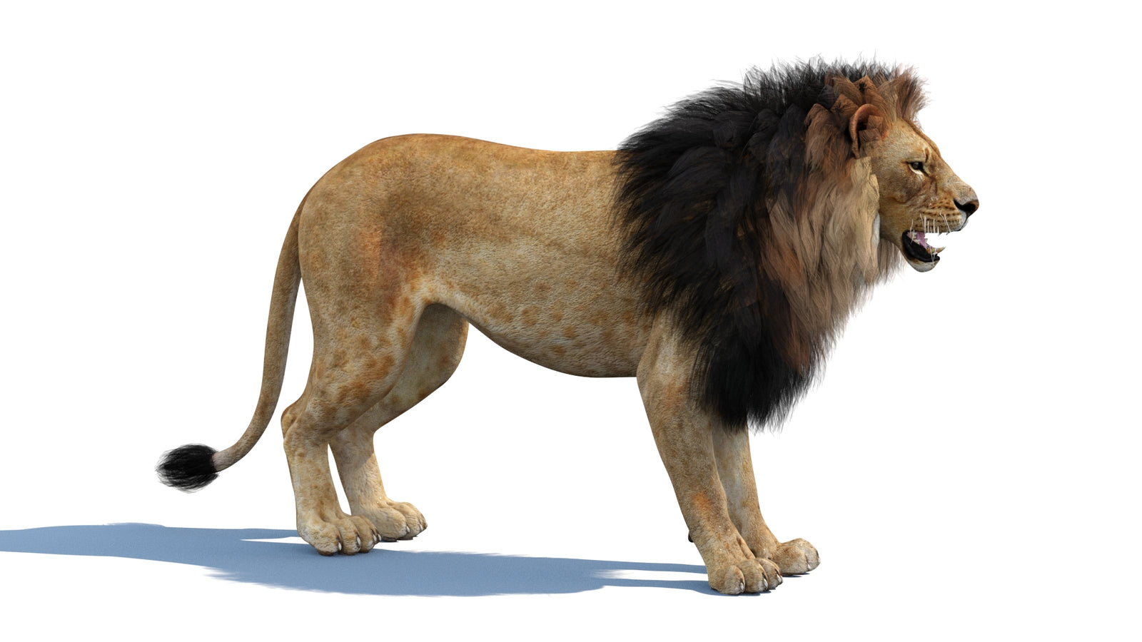 Lion 3D Model 360° view 1 frame 8