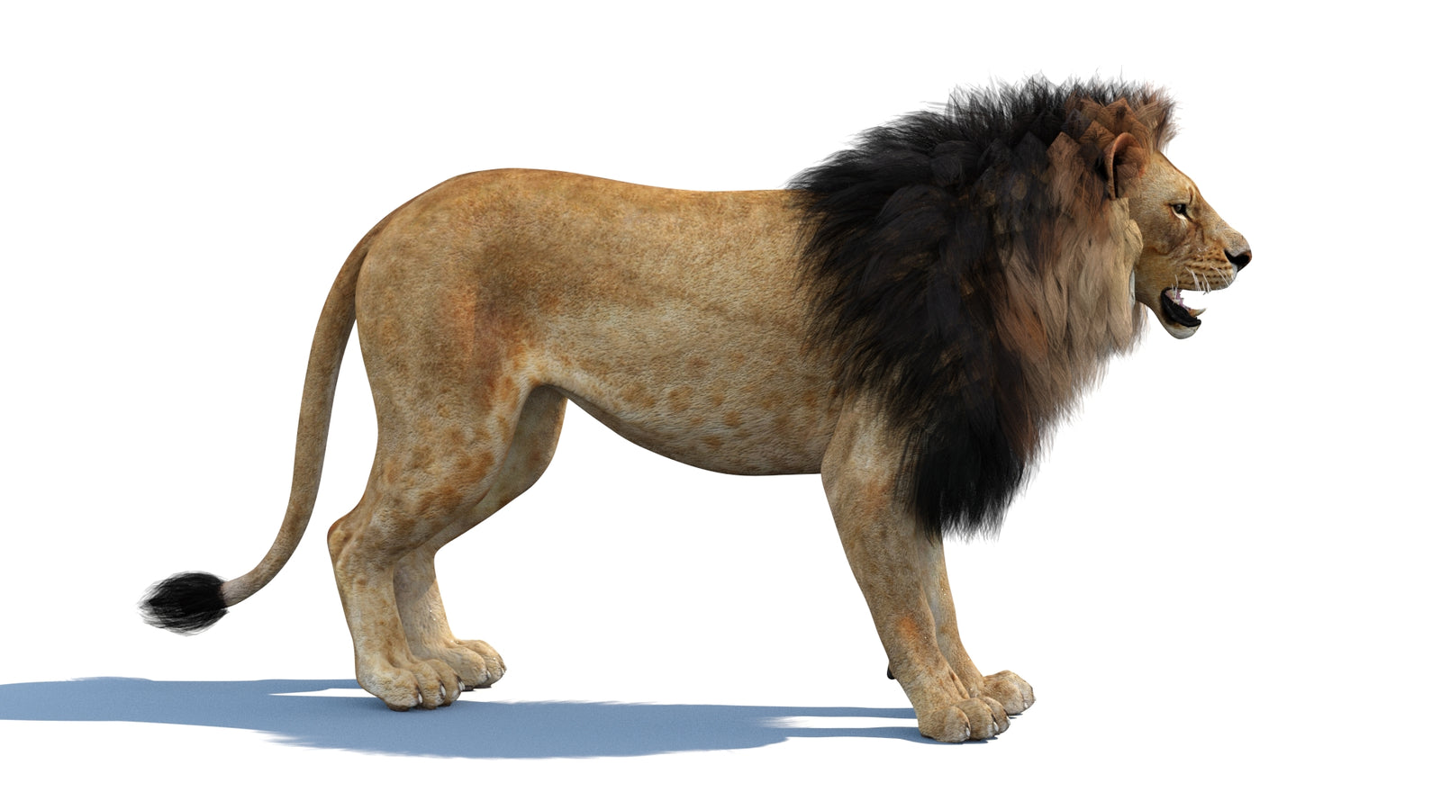 Lion 3D Model 360° view 1 frame 9