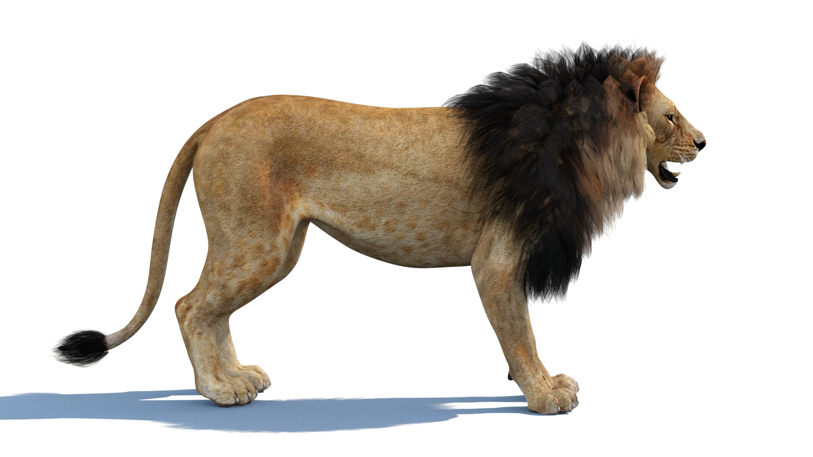 Lion 3D Model 360° view 1 frame 10
