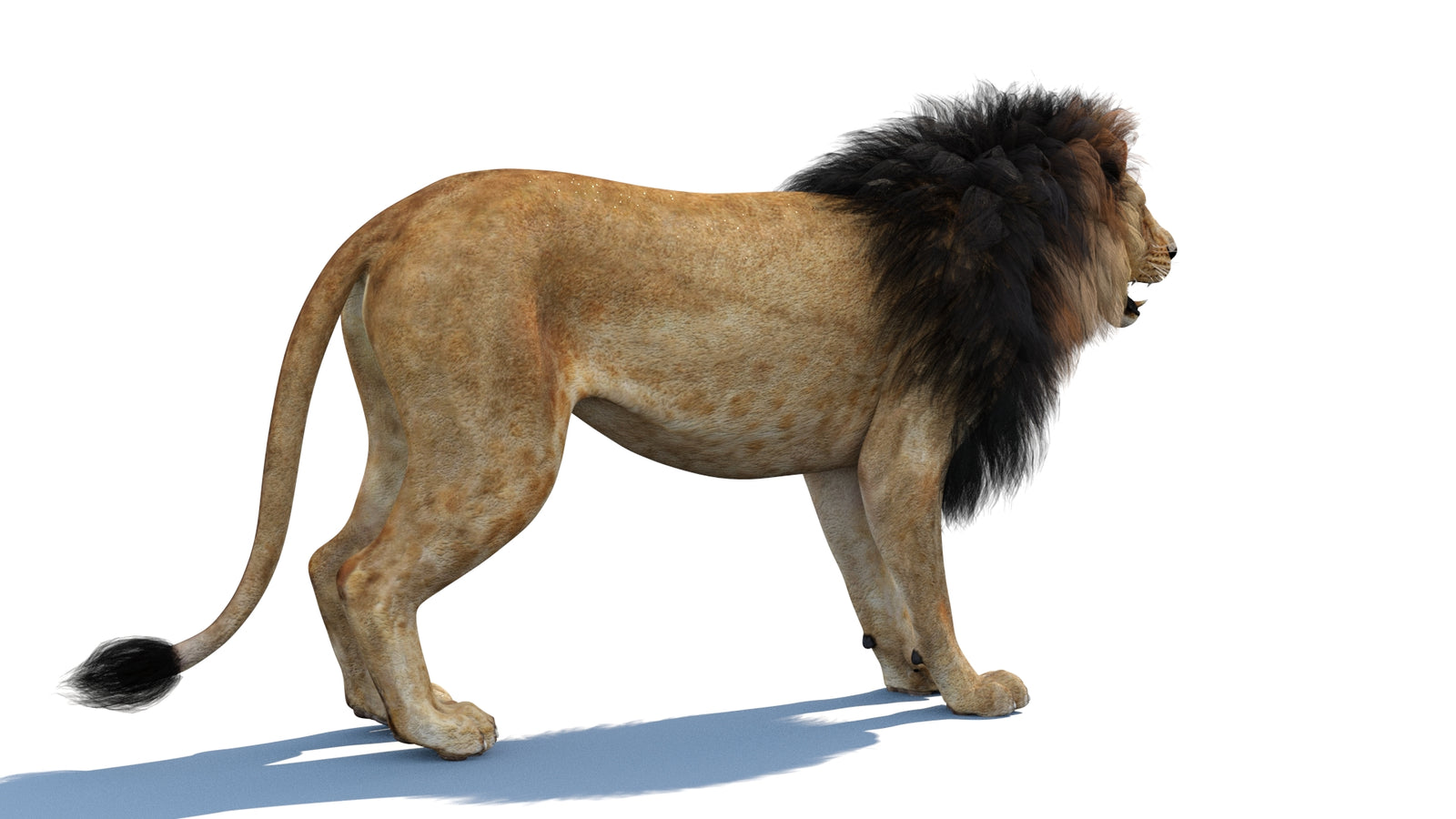 Lion 3D Model 360° view 1 frame 13