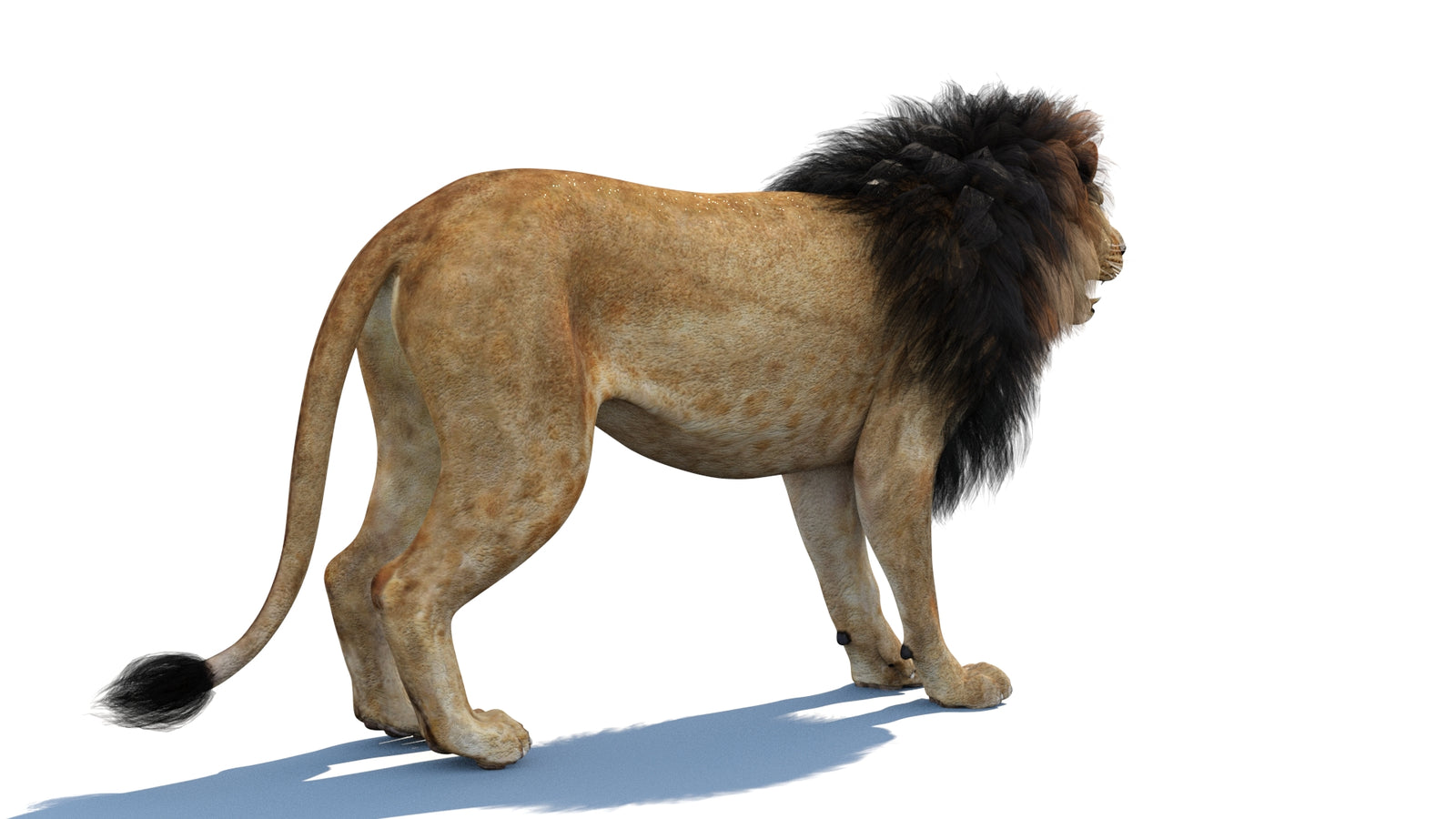 Lion 3D Model 360° view 1 frame 14