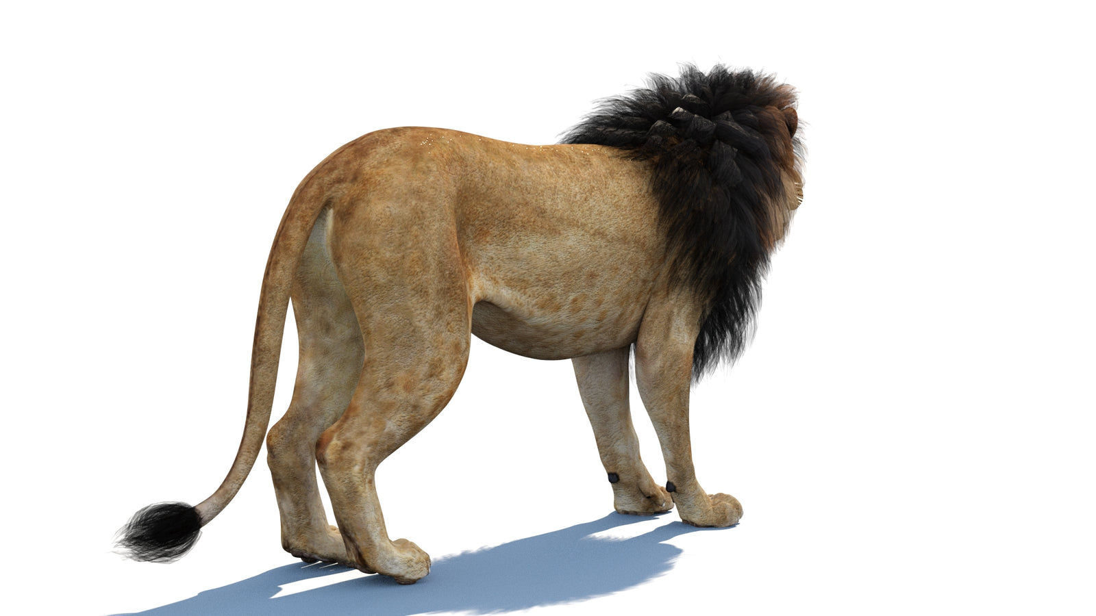 Lion 3D Model 360° view 1 frame 15