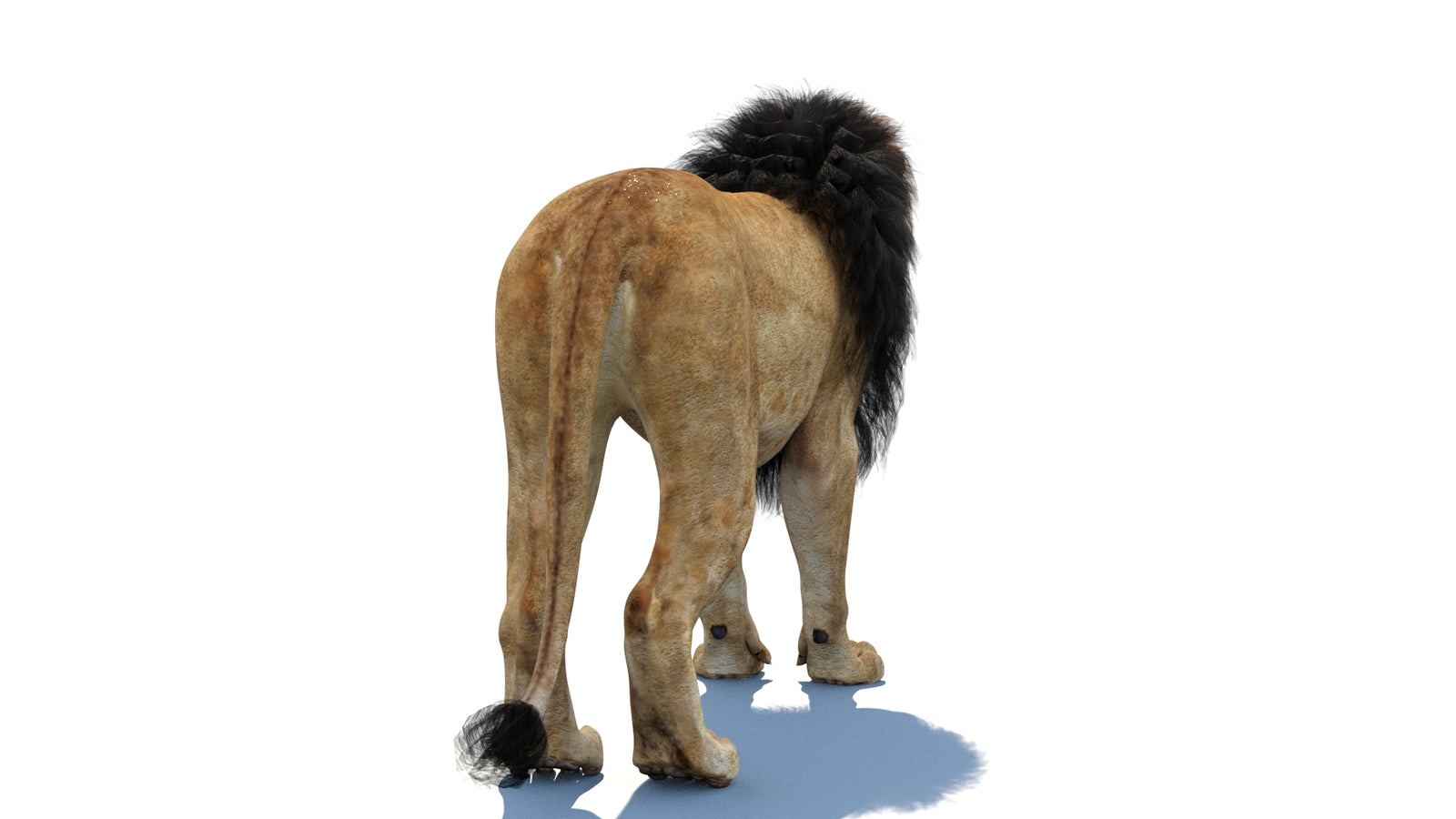 Lion 3D Model 360° view 1 frame 18