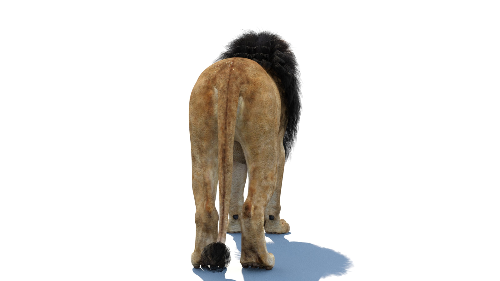 Lion 3D Model 360° view 1 frame 19