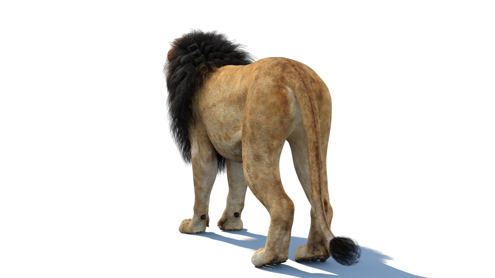 Lion 3D Model 360° view 1 frame 22