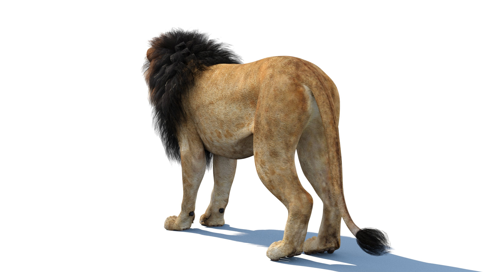 Lion 3D Model 360° view 1 frame 23