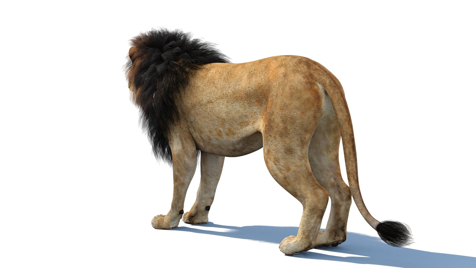 Lion 3D Model 360° view 1 frame 24