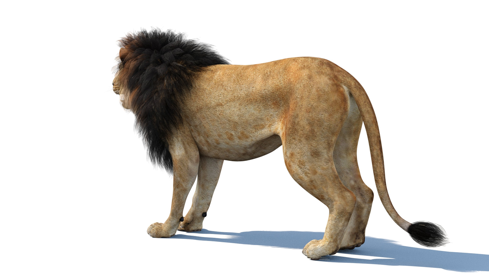 Lion 3D Model 360° view 1 frame 25