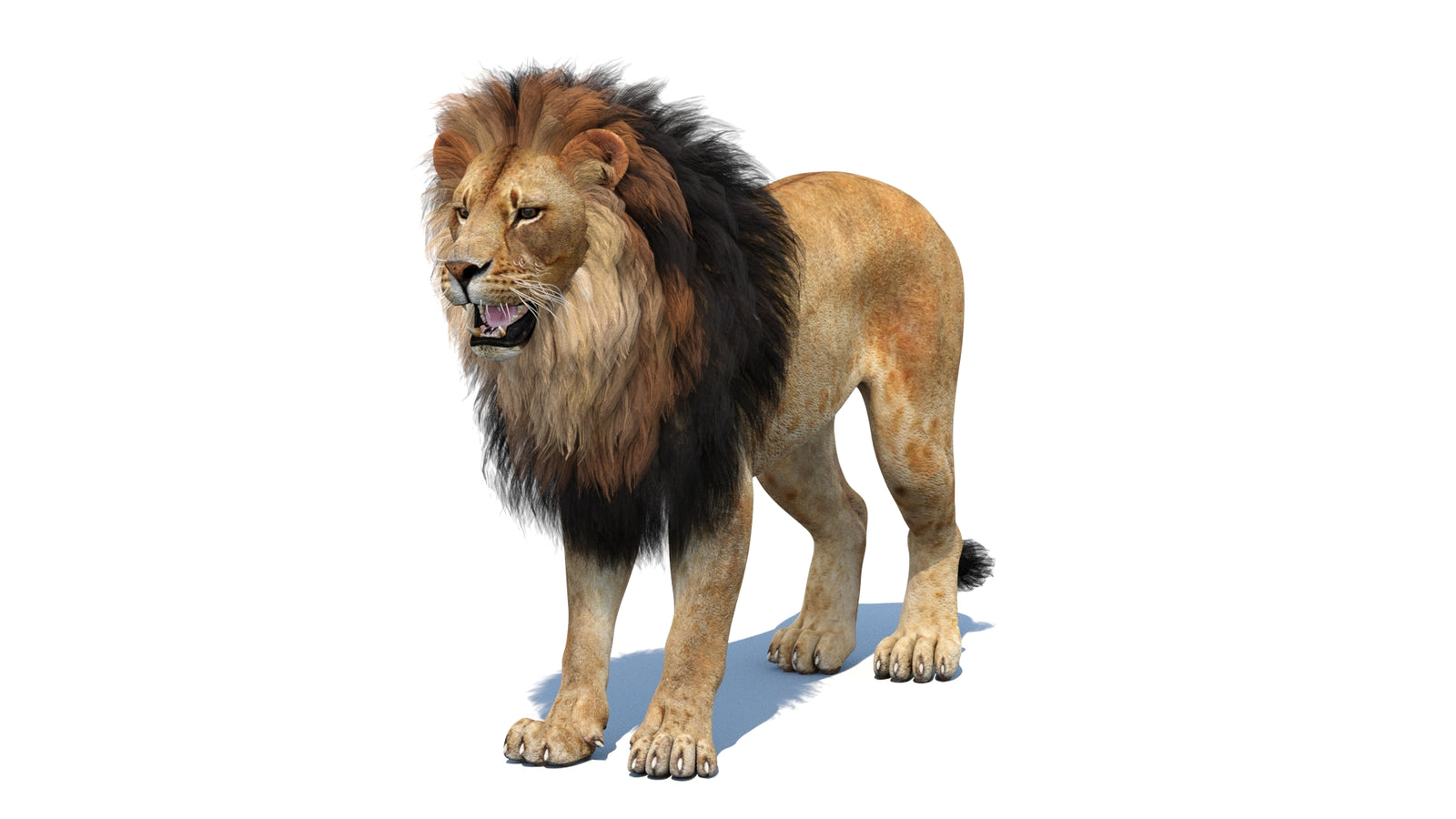 Lion 3D Model 360° view 1 frame 35