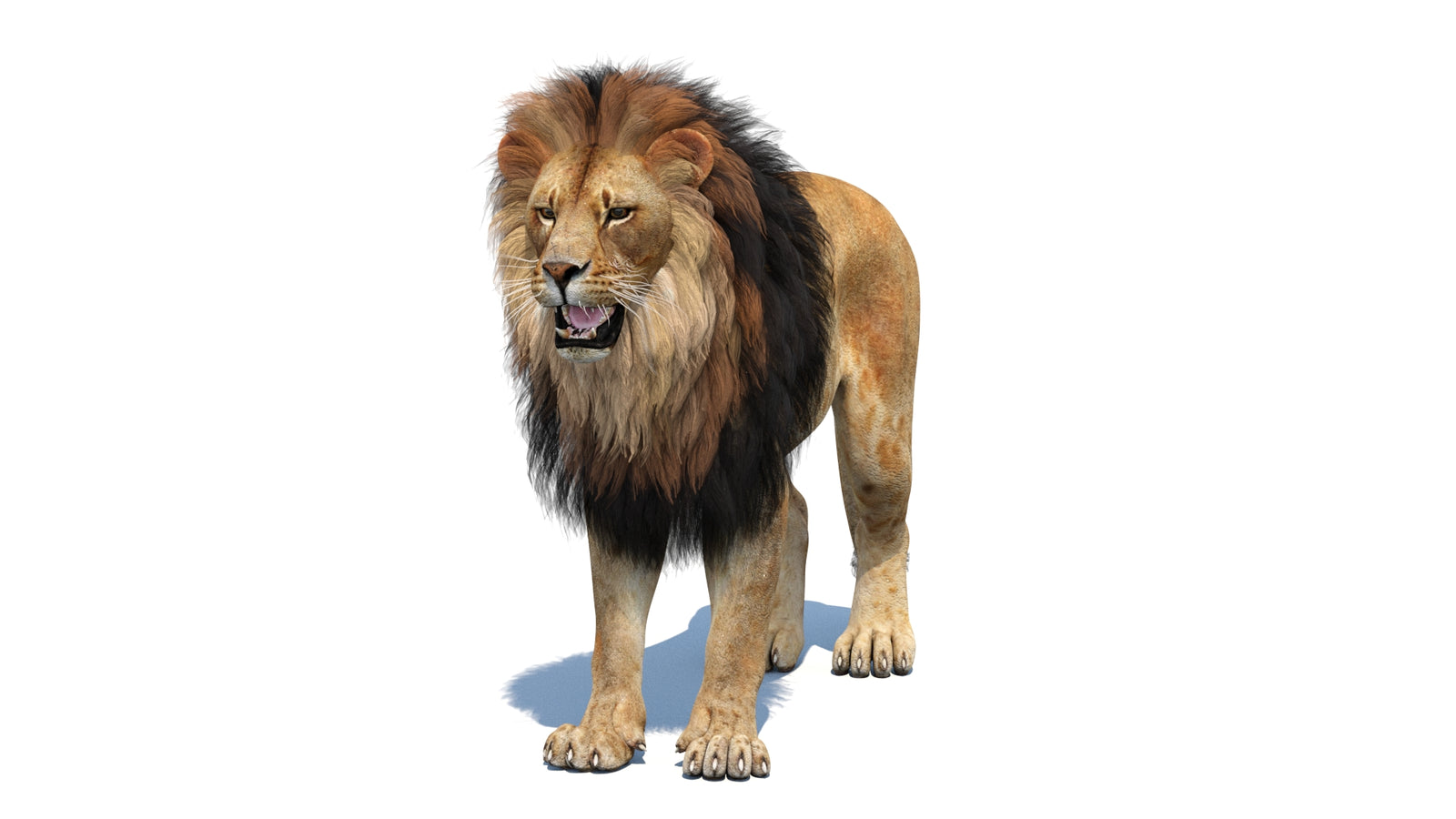 Lion 3D Model 360° view 1 frame 36