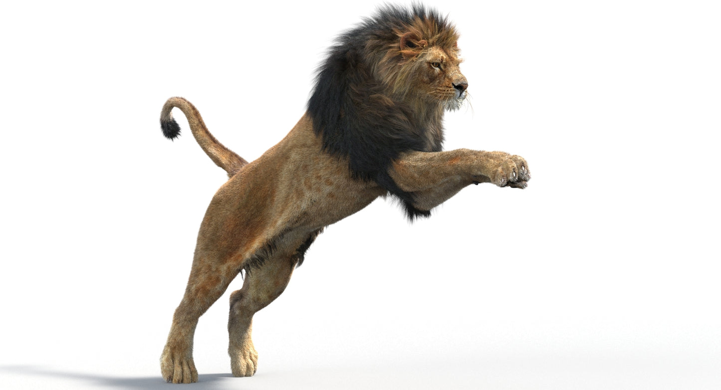 Rigged Lion 3D Model Fur