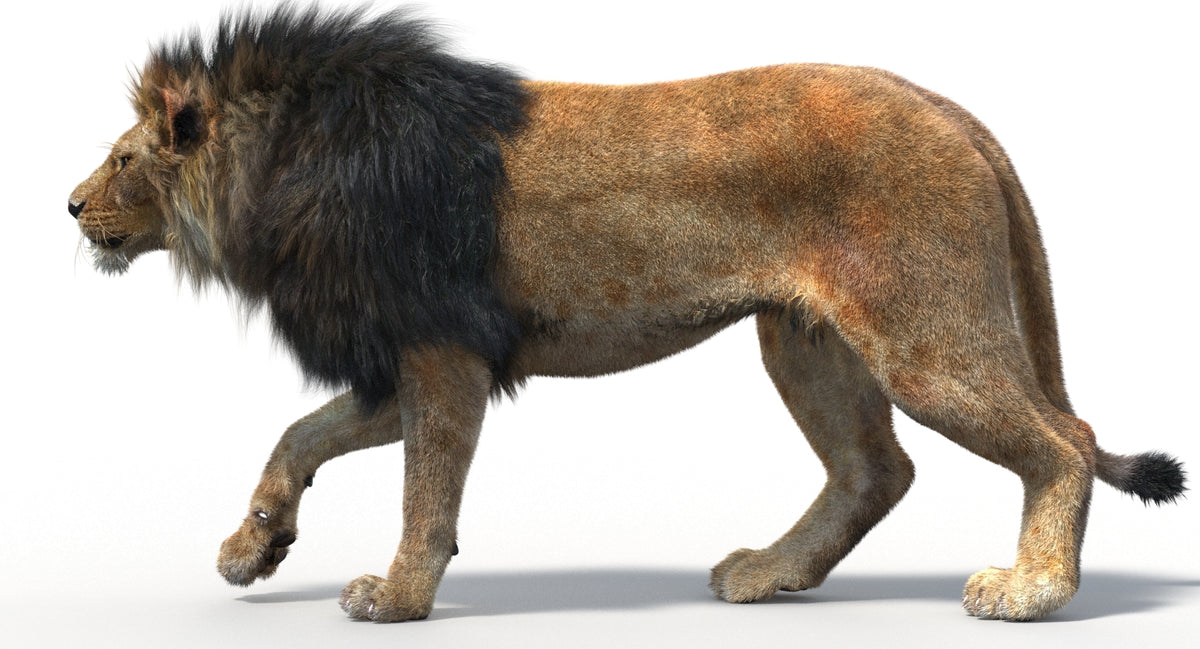 Side view of a lion walking on a white background