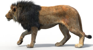 Side view of a lion walking on a white background Thumbnail