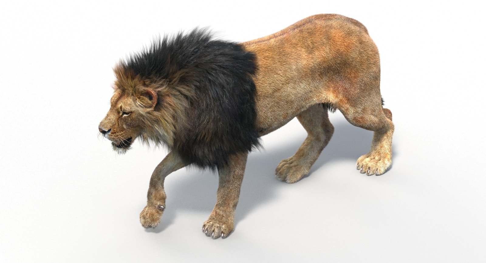 Lion standing on a white background