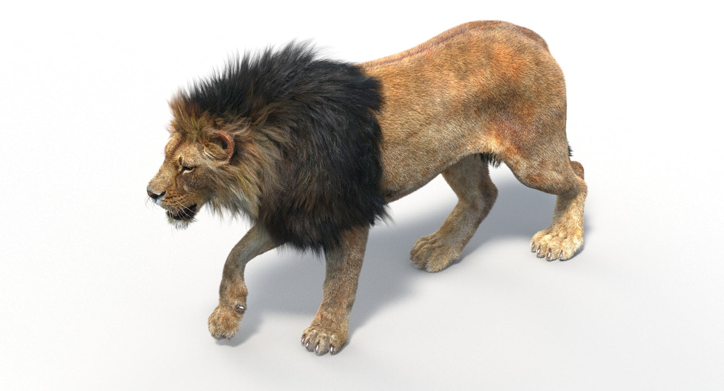 Rigged Lion 3D Model Fur