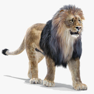 Animated Lion 3D Model with Fur Thumbnail