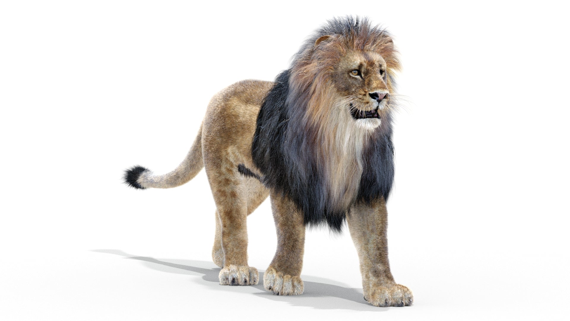 Animated Lion 3D Model with Fur