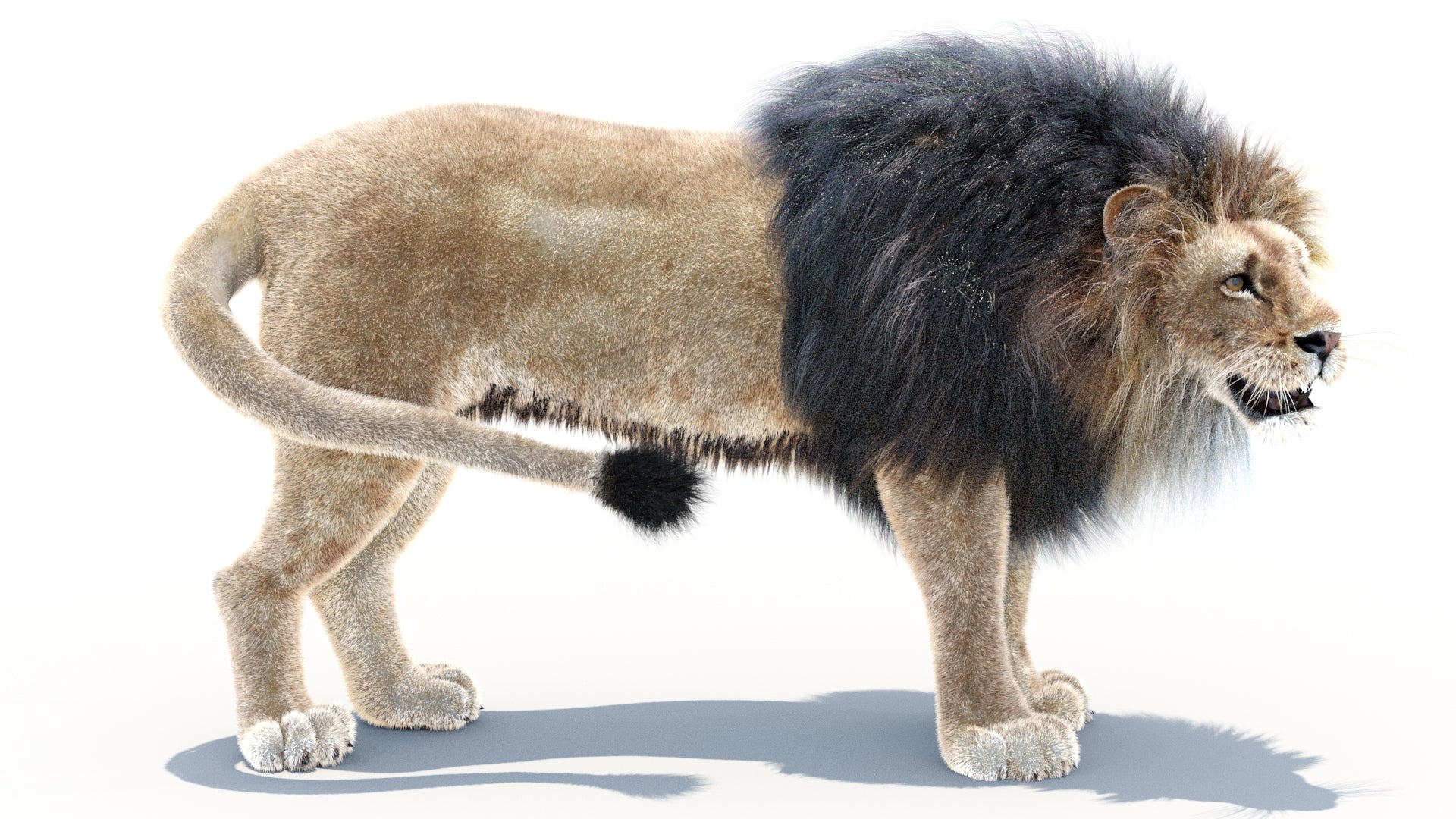 Animated Lion 3D Model with Fur