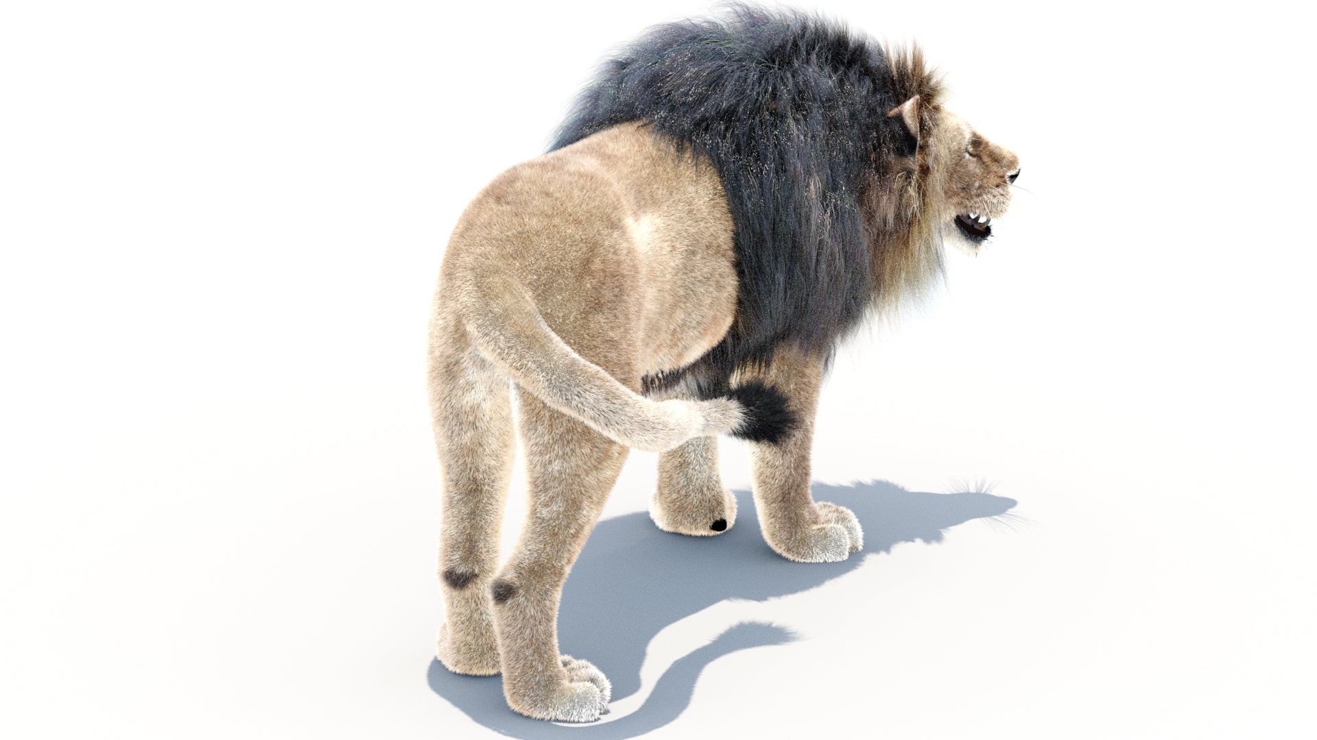 Animated Lion 3D Model with Fur