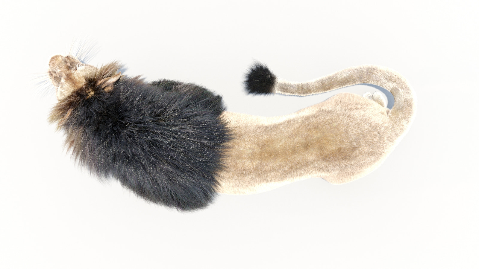 Animated Lion 3D Model with Fur