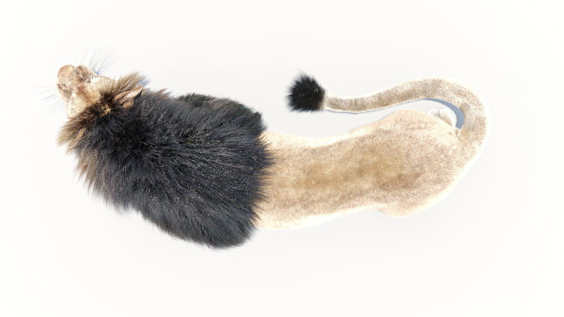 Animated Lion 3D Model with Fur