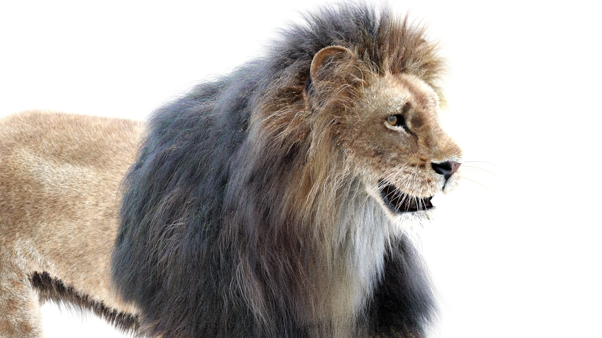 Animated Lion 3D Model with Fur